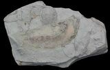 Rare Devonian Phyllocarid (Rhinocaris) - Ohio #43790-2